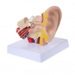 Modelo Anatómico de oido