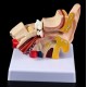 Modelo Anatómico de oido